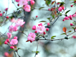Obraz na płótnie Canvas blossoming plum blossom in spring