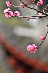 blossoming plum blossom in spring