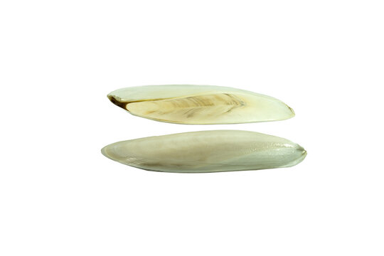 Top and bottom view of a cuttlebone