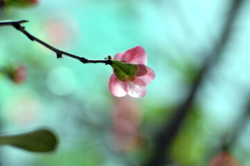 Chinese Flowing Crabapple