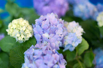 Fresh hortensia bright blue flowers and green leaves background.