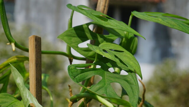 Monstera Acuminata, Monstera Adansonii, Monstera Obliqua popular in Indonesia as "Janda Bolong" - Ornamental houseplant