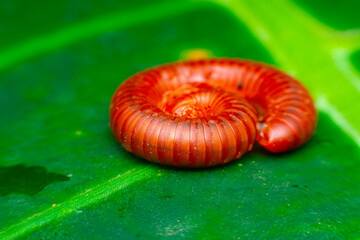 Diplopoda on green leaf.