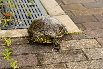 歩道に迷い込んだミシシッピアカミミガメ