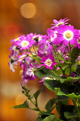 pink and white chrysanthemum