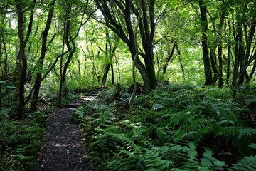 pathway through dense summer forest
