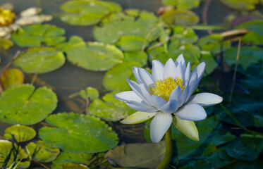 one beautiful white water lilly with yellow center