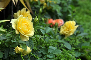 yellow rose with green leaves