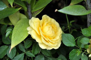 yellow rose with green leaves
