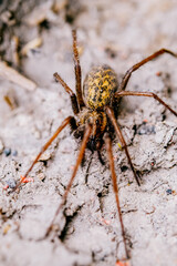 gemeine Hauswinkelspinne in einer Nahaufnahme innerhalb eines Abflussschachtes