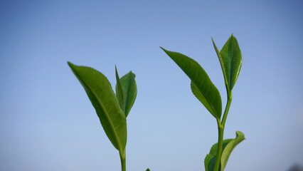 Young tea shoot in the field of tea plantations. Blue sky on the background