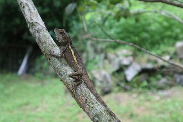 lizard on the tree close-up design for natural and wild concept close-up