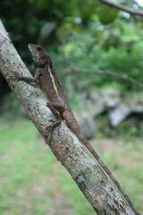 lizard on the tree close-up design for natural and wild concept close-up