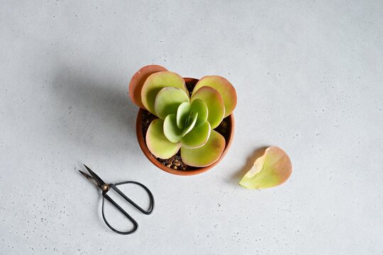 Damaged kalanchoe house plant in terracota pot and black steel scissors