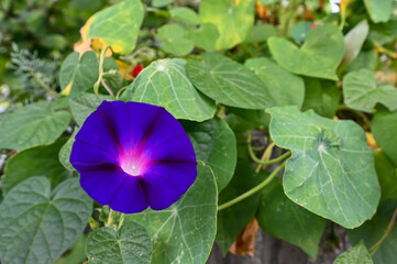 purple flower grows in the garden in the yard of the house 