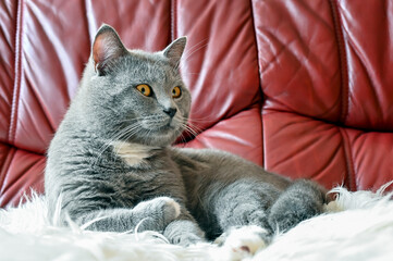 Fototapeta na wymiar beautiful fluffy cat at home posing for a photographer