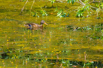 Fototapeta premium duck in the pond