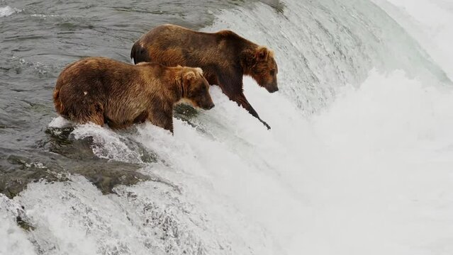 two grizzly bears fishing in river waterfall, one bear catches a salmon fish