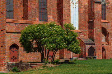 View of a flowering bush against the walls of the Koningberg Cathedral on Immanuel Kant Island on a sunny summer day, Kaliningrad, Russia