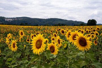 Field of Sunflowers