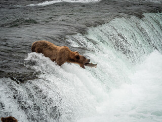 grizzly bear catching fish at waterfall