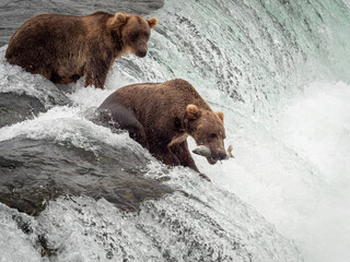 grizzly bear catching fish at waterfall