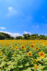 真夏の青空とひまわり畑