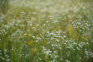 beautiful plants in nature
