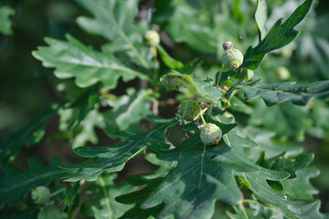 beautiful plants in nature