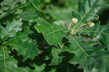 beautiful plants in nature
