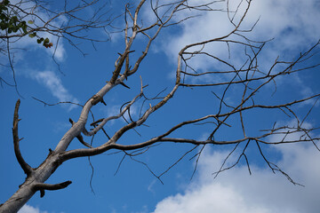 beautiful summer trees