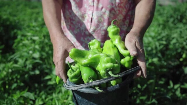 a bucket of large Dungan green pepper in the hands