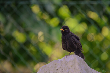 Amsel sitzt auf einen Grabstein