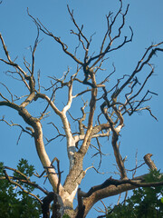 beautiful summer trees