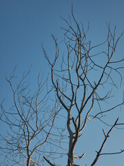 beautiful summer trees