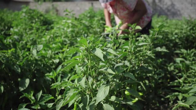 a field with green peppers, against the background out of focus, a farmer harvests