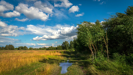 Fototapeta na wymiar Classic rural landscape. Green field against blue sky with clouds.