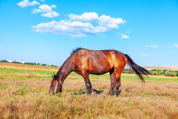Fototapeta na wymiar Domestic brown horse at the pasture . Mare grazing in summer 