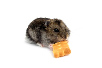 On a white background a hamster with cookies.
