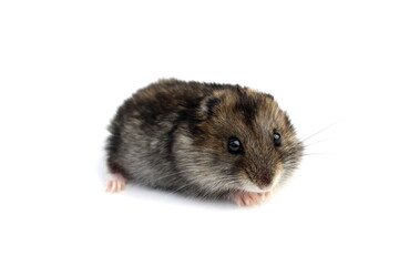 A gray hamster sits scaredly on a white background.
