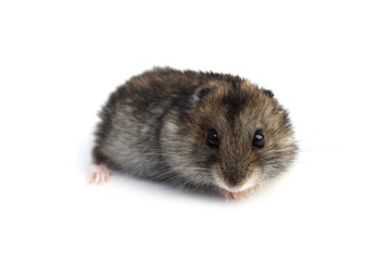 Gray hamster frightened sits on a white background.