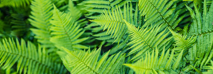 Beautiful ferns leaves, green foliage natural, floral fern background. panoramic view, sunlight. Fantasy floral background, ferns in the forest. Tranquil background of ferns green foliage leaves.