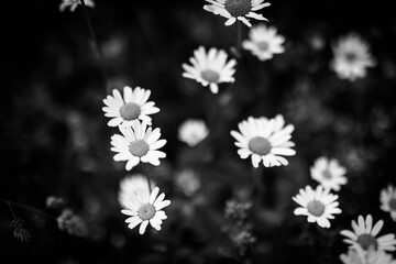 Beautiful close-up of black and white daisy flowers on artistic dark blurred background. Abstract...