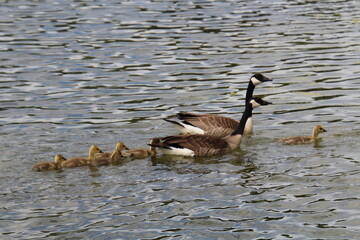 Family Of Canadain Geese, William Hawrelak Park, Edmonton, Alberta