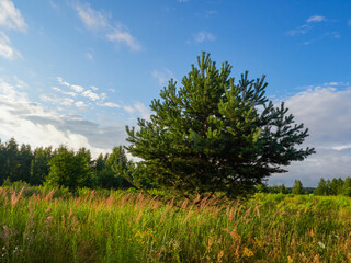 Beautiful colorful summer spring natural landscape with a lake in Park surrounded by green foliage of trees in sunlight and stone path in foreground.