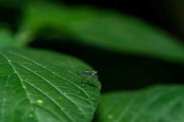 insect macro photography 
