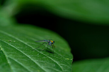 insect macro photography 