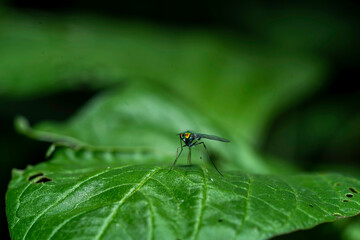 insect macro photography 