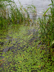 Water surface in the lake with leaves