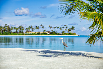 Beautiful blue sunny sea sky tropical nature background. Beach shore with palm trees white sand amazing wildlife scenic freedom adventure, Grey Heron bird hunting. Exotic destination background